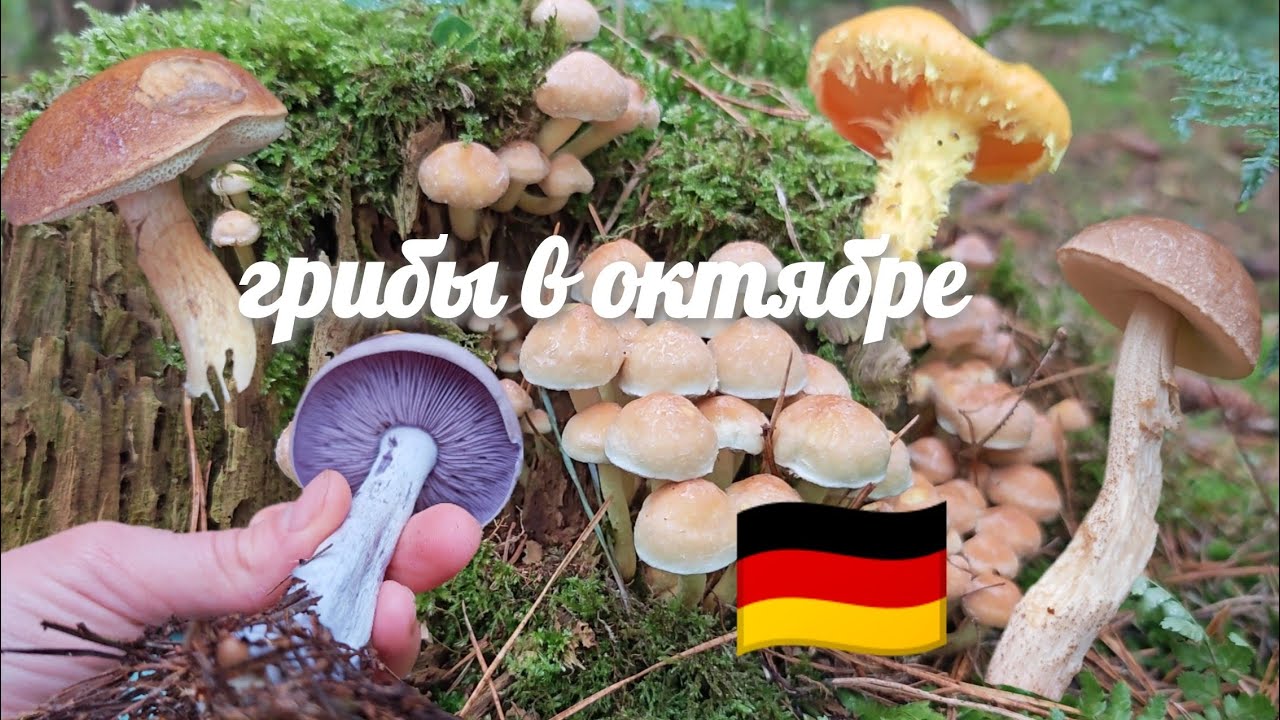 На скотч поймался клещ! 😂 Грибы, сирены и пауки — мой день в лесу Германии