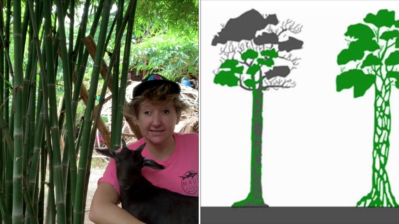 The Strangler Fig Tree