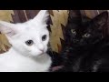  قططى كبس عليها النوم ونيمت كل الحضور  