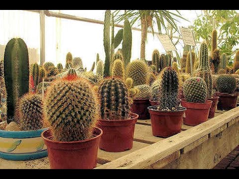 تصویری: Epiphyllum (69 عکس): مراقبت از فیلوکاکتوس در خانه. چرا به آن کاکتوس جنگلی می گویند؟ ویژگی های پرورش