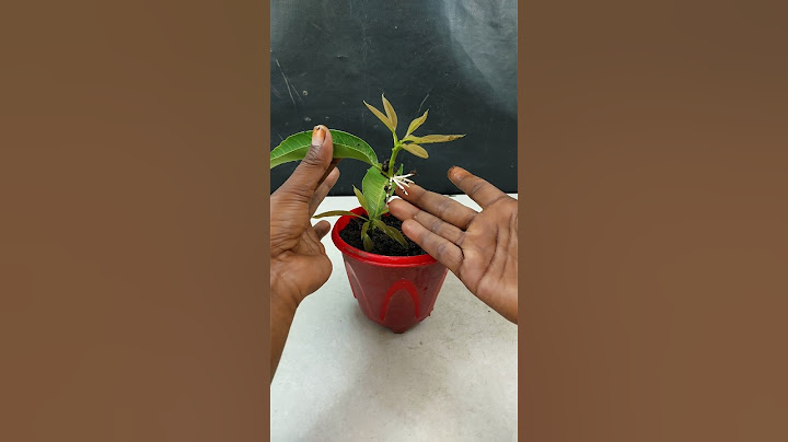 Tropical Treasure || How to grow a mango plant at home guide-line in this video //#highlights