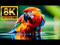 1000 beaux animaux vido 8k ultra  avec des sons de la nature colorant dynamique