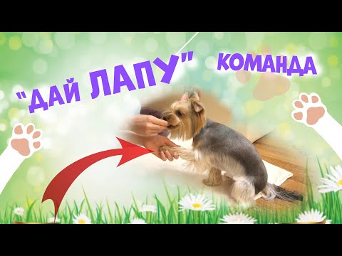 Как научить собаку команде "ДАЙ ЛАПУ" ?🐶