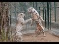 white tigers fight.....