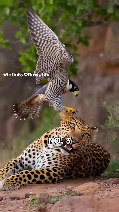 The top 5 attacks of a Peregrine Falcon | ⚡☠️ #peregrinefalcon #viralshorts #wildlife#animals
