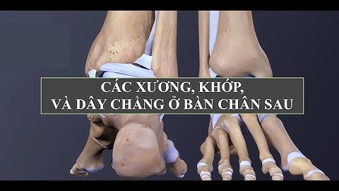 Giải phẫu chi dưới: Các Xương, Khớp, và Dây chằng ở Bàn chân Sau
