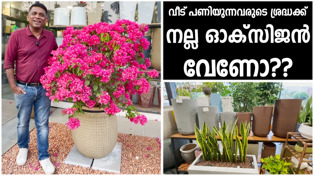 നല്ല ഓക്സിജൻ വേണോ?? | Want good oxygen?? | Kenzine Garden centre | Surabhi Innovation