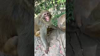 30  Hilarious Wildlife Photos Captured At The Wrong Moment #trending #viral #youtubeshorts #shorts
