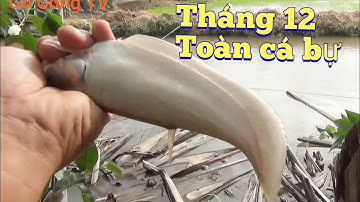 Câu cá thác lác tháng 12 ,con nào con nấy bự chà bá| GÒ CÔNG TV