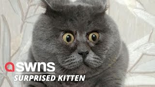 Adorable cat that looks permanently surprised is saved from death by loving family | SWNS Resimi