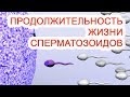 Продолжительность жизни сперматозоидов / Доктор Черепанов