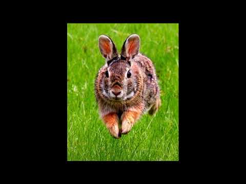 კურდღლის ხმა  Голос кролика  Rabbit's voice