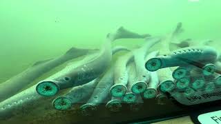 Lampreys on the Columbia