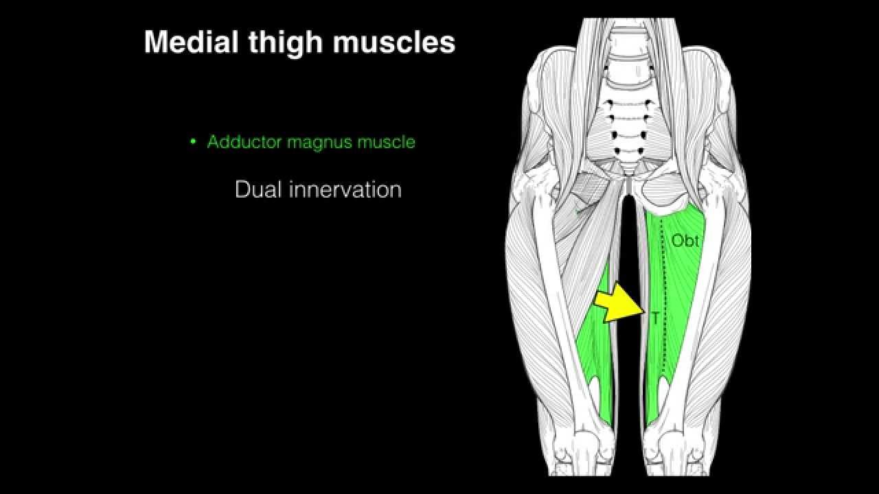Medial Compartment Thigh Muscles YouTube