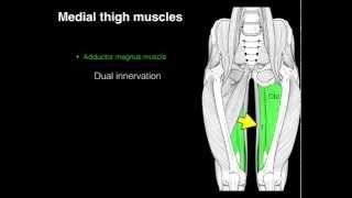 Medial compartment thigh muscles