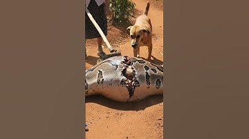 Grandma stays calm as giant python appears suddenly 😲🐍 | #viral #funny #animals #nature #wildlife