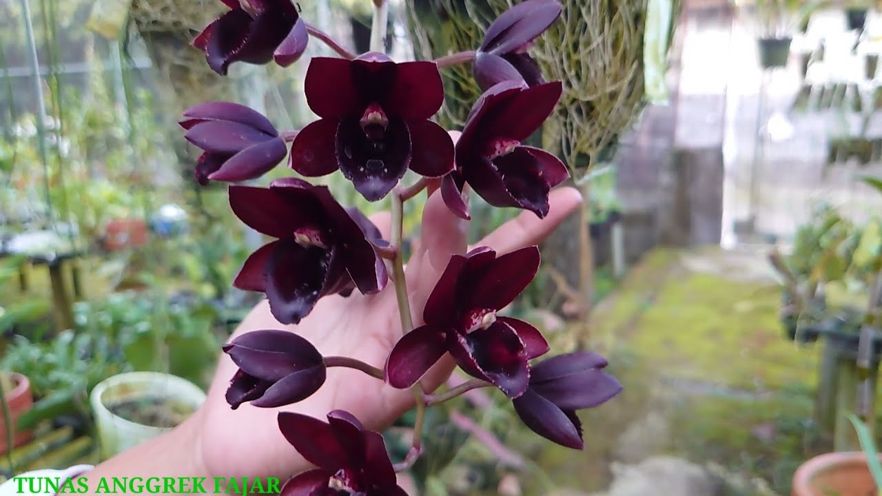 Mewah bunganya mudah perawatannya, anggrek sultan