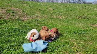 Cute King Charles Cavalier Puppies Playing by D G 168 views 1 month ago 1 minute, 40 seconds