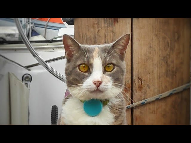 Funny cats video – cat sailing & swaying on a sailboat – Millie 03