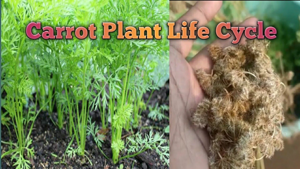 Carrot Plant Life Cycle YouTube