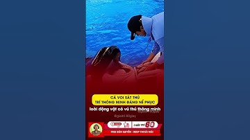 Cá voi sát thủ và trí thông minh siêu phàm #tintuc #giaitri #shorts