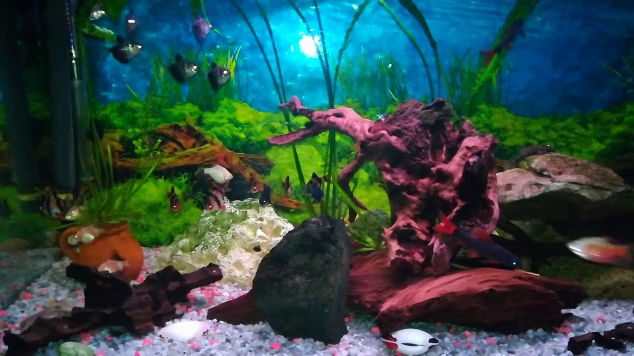 Barbus tetrazona, black tetra, barbus conconius - YouTube