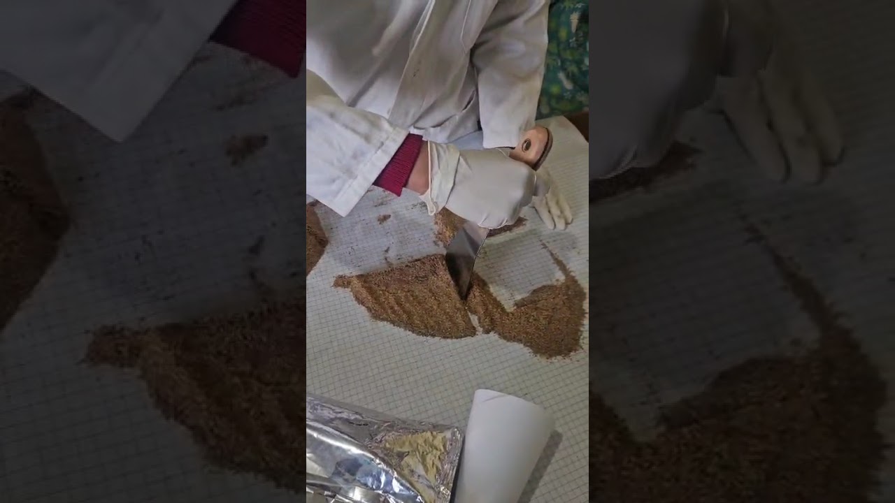 técnica de cuarteo en harina de linaza 