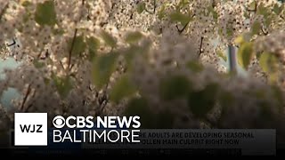 Doctors say more adults are developing seasonal allergies