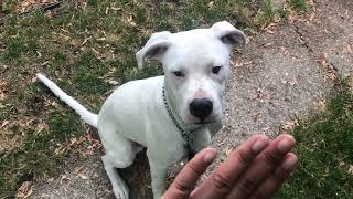 At Home Training with Dogo Argentino Puppy