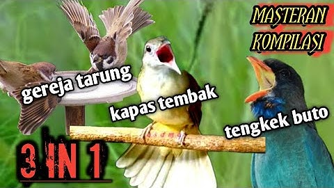 GRATIS DOWNLOAD‼️MASTERAN KAPAS TEMBAK TENGKEK BUTO GEREJA TARUNG #kapastembak #gerejatarung
