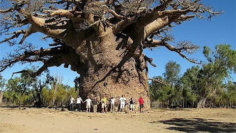 Dove crescono gli alberi di baobab?