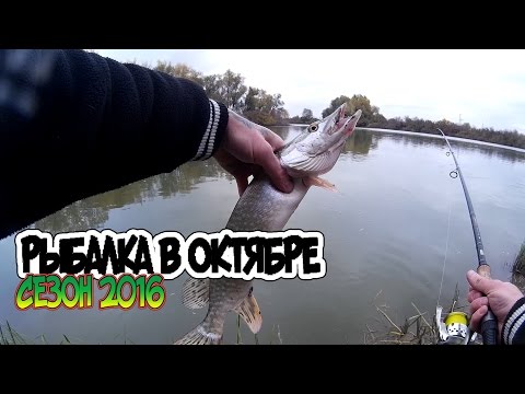 рыбалка в конце октября на спиннинг река рыбалка в конце октября на спиннинг река