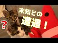 【子猫の初めておもちゃシリーズ①】Petioのけりぐるみを子猫に与えたらどうなるのか【保護猫】/What happens if Petio Kerigurumi is given to kitten