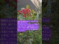 黄金時代の食習慣。#PC 倫理 #viralshorts# #sathyasaibaba #oneworldonefamily