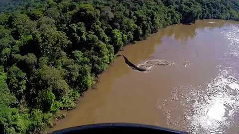 Giant Amazon Anaconda Hunt: The Longest Snake Ever Caught Alive!