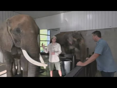 Videó: Az afrikai és ázsiai elefántok párosodhatnak?