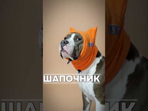 Для заказа ссылка в профиле канала.