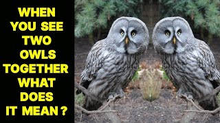 WHEN YOU SEE TWO OWLS TOGETHER WHAT DOES IT MEAN ?