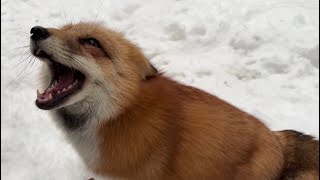 Alice fox. The reaction of the fox when she is offered to go eat porridge.