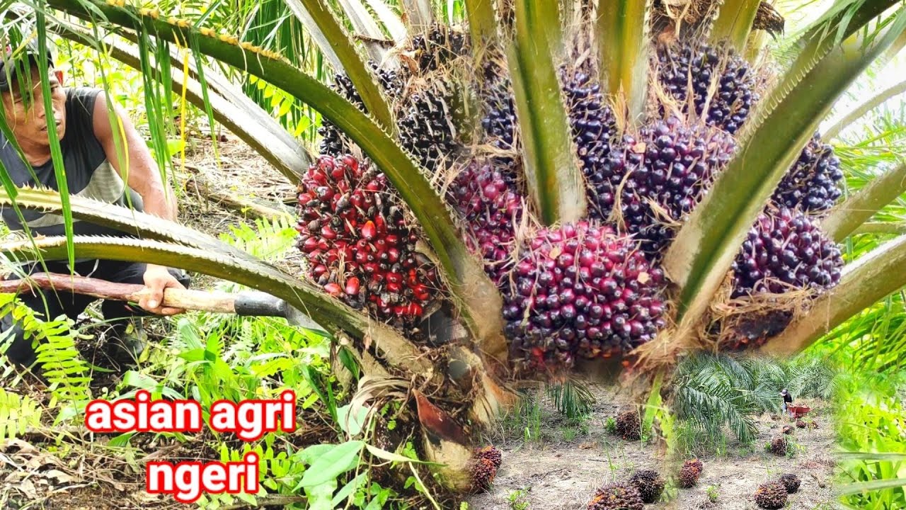 panen sawit topas usia 3 tahun 8 bulan buah edan edanan