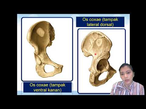 Video: Fungsi Colliculus Inferior, Anatomi & Lokasi - Peta Tubuh