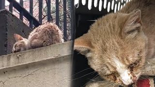 People Passed By This Stray Kitten Who Lay There Begging For Help by BazPaws 8,086 views 2 weeks ago 2 minutes, 1 second