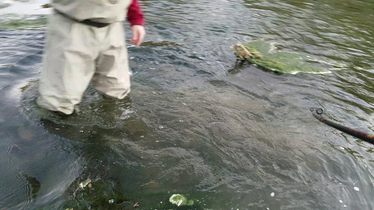 Umatilla river salmon fishing YouTube