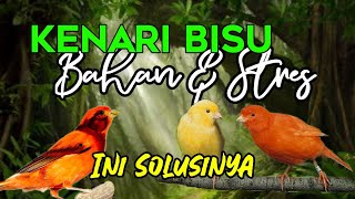 AUDIO MASTER TERAPI KENARI STRES BAHAN DAN MACET BUNYI PANCINGAN KENARI TERBAIK