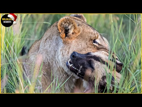 Evil Lion Attacks Wild Dog Pup & 45 Moments Lion Vs Wild Dog