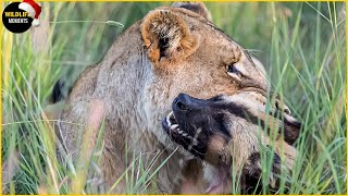 Evil Lion Ki.lls Wild Dog Pup & 45 Moments Lion Vs Wild Dog
