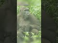 D'jeeco cared son Ringo #zoo #babygorilla #fyp #foryou #gorilla #shorts #animals
