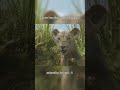 khoya sher bana jungle ka raja 😱#movie #youtubeshorts #movieexplainedinhindi #trending