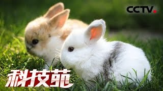 《科技苑》 20180502 “生儿育女”有妙招 | CCTV农业