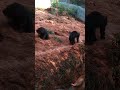 bear fighting #ytshorts #shorts